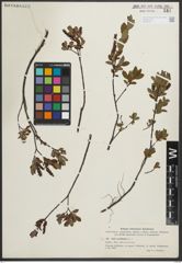 Foto von Salix myrtilloides L.